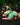 Hand holding three green mangoes with a blurred background