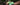 Hand holding three green mangoes with a blurred background